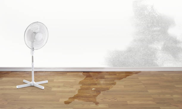 Best Mold removal after water damage  in Spring Creek, NV