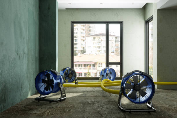 Best Basement water damage restoration  in Spring Creek, NV